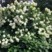 Hortensia paniculata Bombshell C5